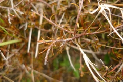 Gaultheria macrostigma