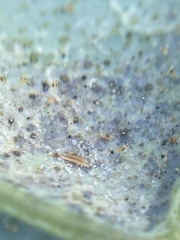Feltiella