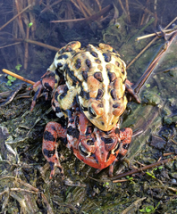 Anaxyrus americanus copei