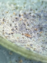 Feltiella