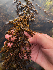 Sargassum muticum