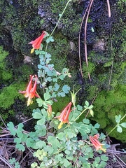 Aquilegia elegantula