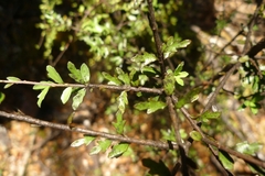 Pittosporum divaricatum