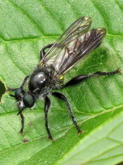 Laphria canis