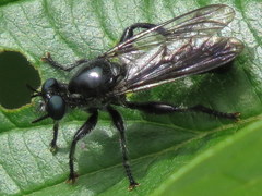 Laphria canis