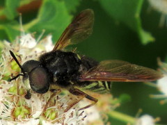 Stratiomys badia