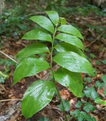 Polygonatum orientale