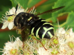 Stratiomys badia