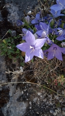 Campanula fragilis cavolinii