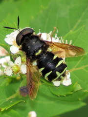 Stratiomys badia