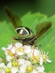 Stratiomys badia