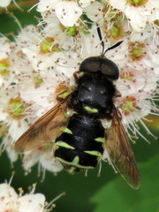 Stratiomys badia