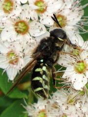 Stratiomys badia