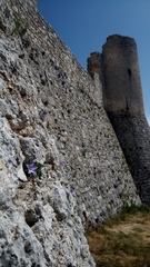 Campanula fragilis cavolinii
