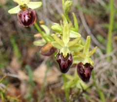 Ophrys sphegodes