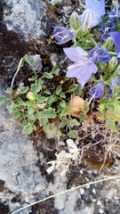 Campanula fragilis cavolinii