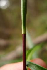 Veronica stenophylla