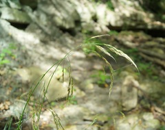 Piptatherum holciforme