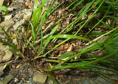 Piptatherum holciforme