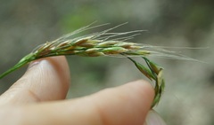 Piptatherum holciforme