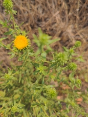 Grindelia nana