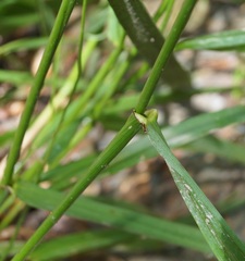 Piptatherum holciforme