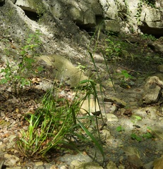 Piptatherum holciforme