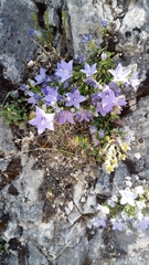 Campanula fragilis cavolinii