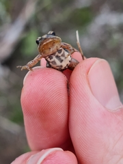 Cacosternum australis