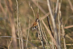 Limnoctites sulphuriferus