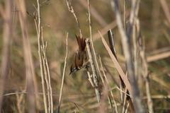 Limnoctites sulphuriferus