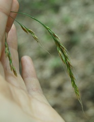 Piptatherum holciforme