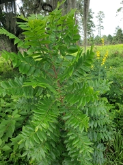 Rhus copallina image