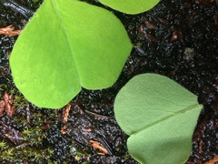 Oxalis oregana