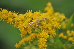 Dejongia lobidactylus