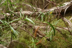 Veronica stenophylla