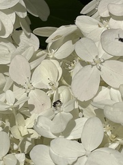 Lasioglossum