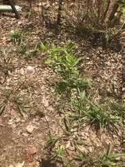 Dyschoriste linearis