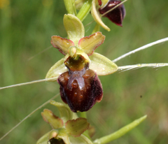 Ophrys sphegodes