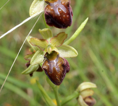 Ophrys sphegodes