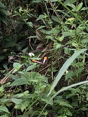 Adelpha cytherea cytherea