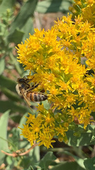Apis mellifera