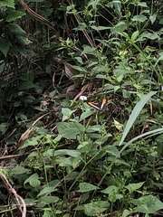 Adelpha cytherea cytherea
