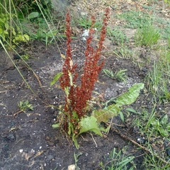 Rumex crispus