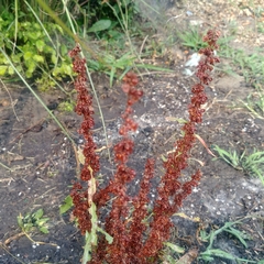 Rumex crispus