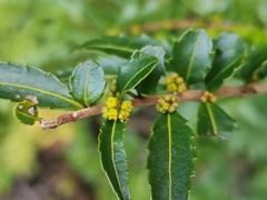 Azara lanceolata
