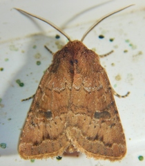 Protorthodes incincta