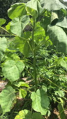 Abutilon theophrasti