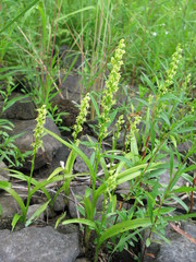 Platanthera flava
