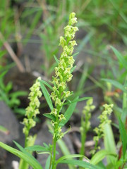 Platanthera flava